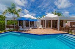 Coconut Palm - Image 2