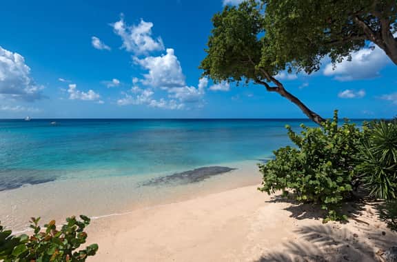 Mahogany Bay - Seashells - Image 4