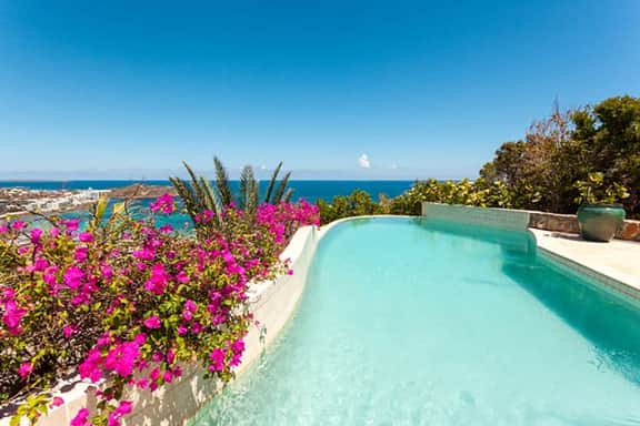 Bougainvillea - Image 3